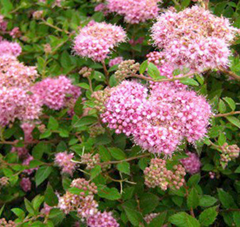     Spirea japonica Nana 